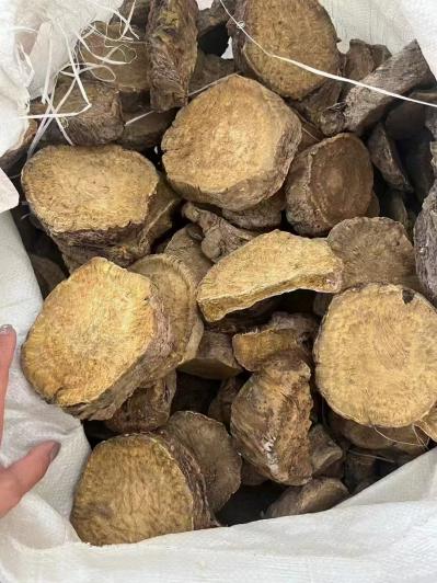 湖北药用马蹄大黄