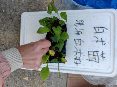 白术苗 基地直发 包成活 货源充足 质量有保证 价格 ¥0.2起批价