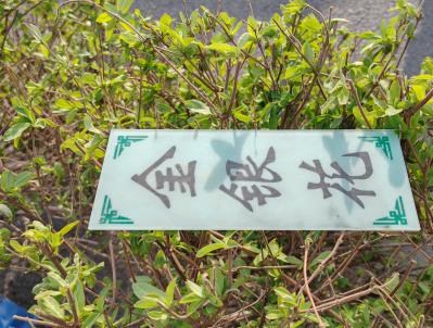 金银花秧