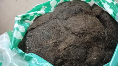 中药材头发七 黑丝草 人头七 黑丝带专卖