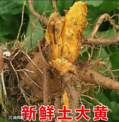 精品土大黄