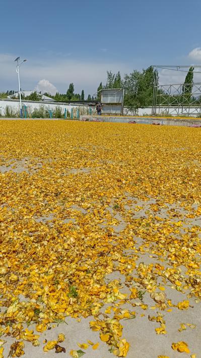金连花
