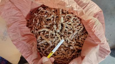 优质甘遂