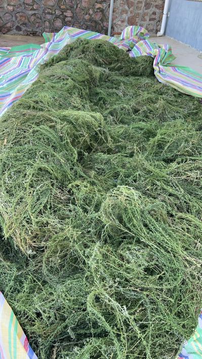 百蕊草