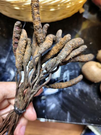 一手虫草批发