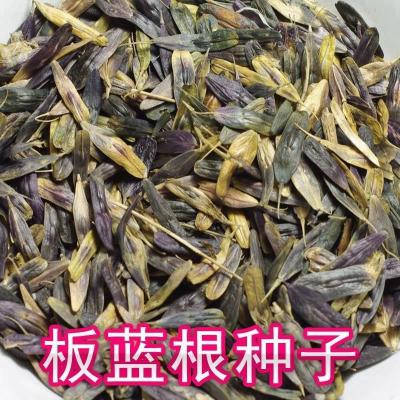 板蓝根籽