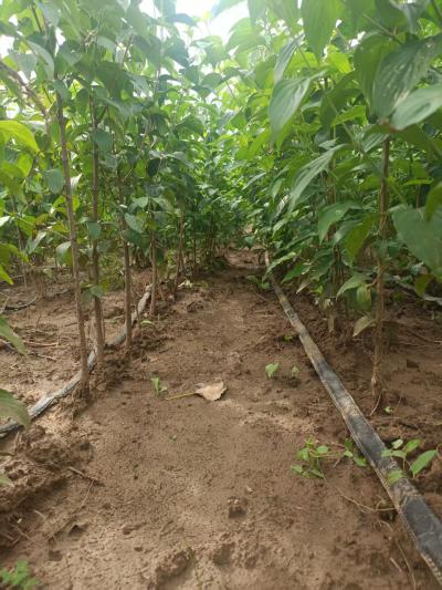 山茱萸3-4年树苗，地径1.5以上