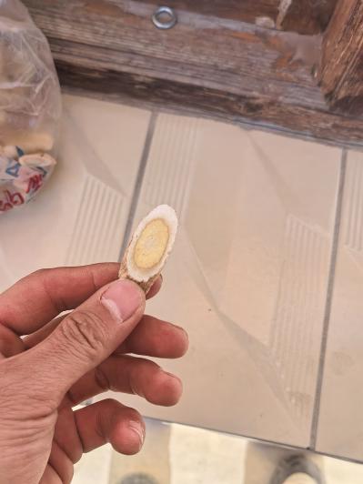 甘肃岷县原产地黄芪指甲片