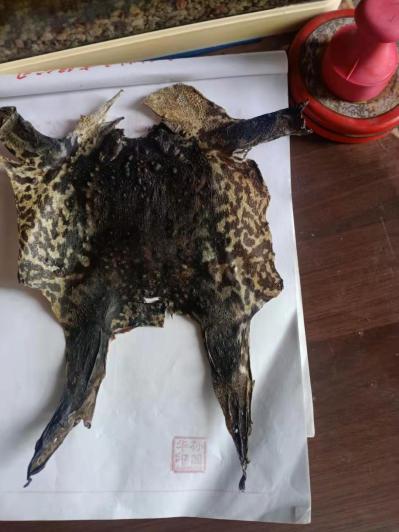 中药蟾皮