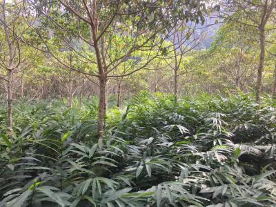 广西南宁市马山县药材种植合作社