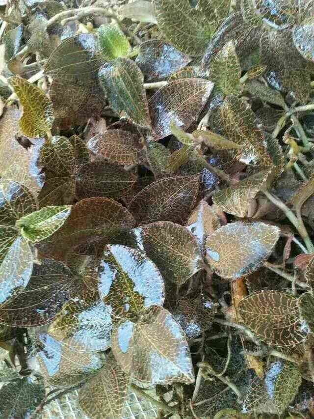 农夫野生中草药