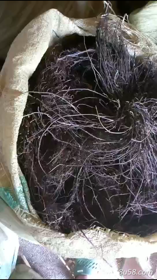 王先生