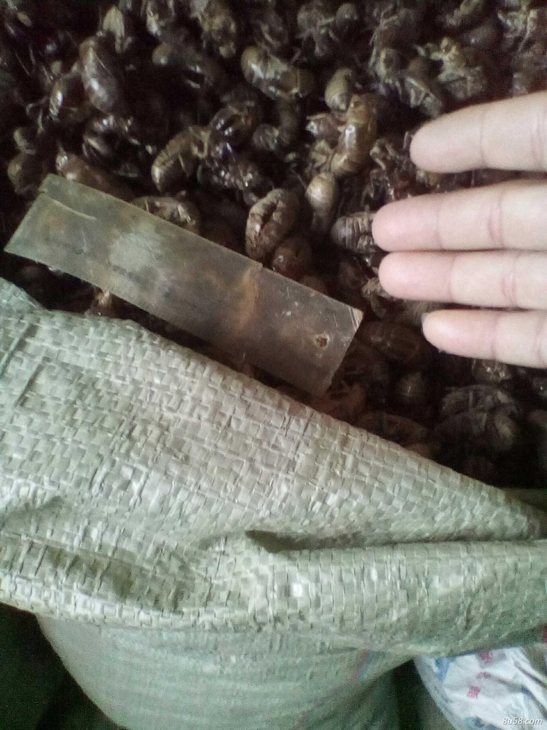范先生