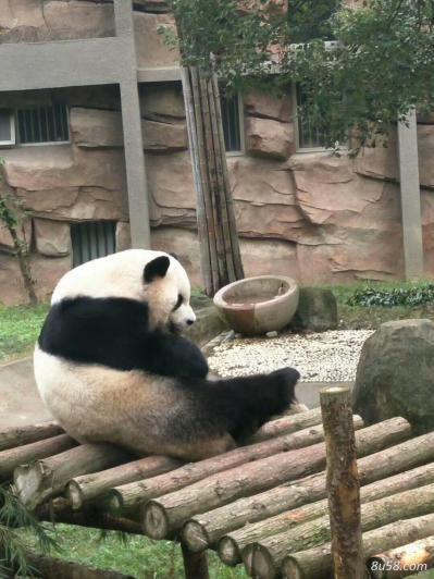 黄俊旗