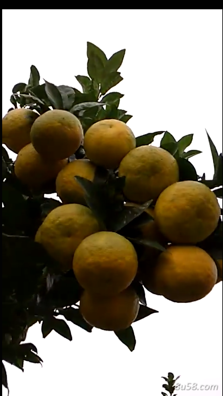 桂生