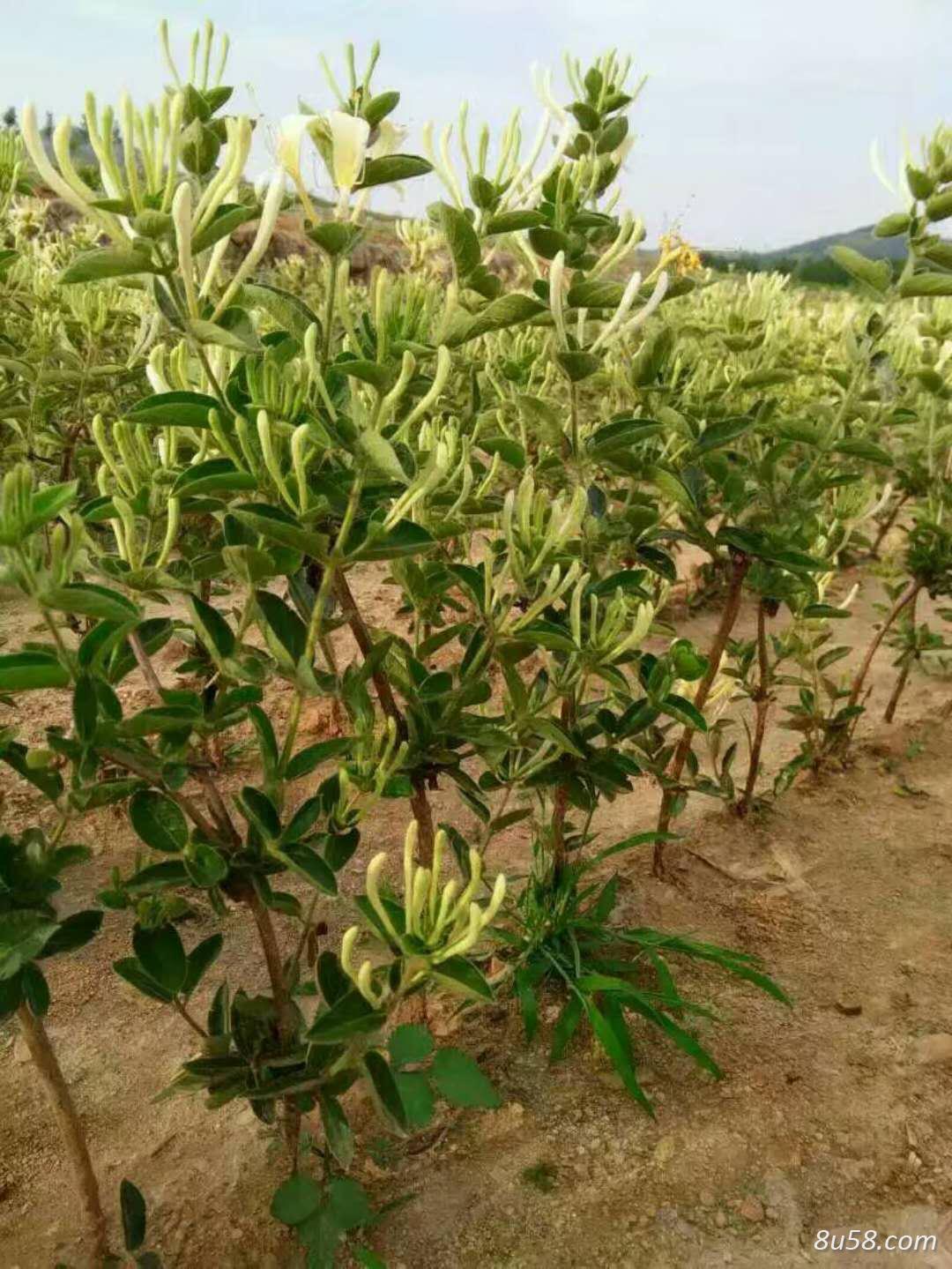 贵州毕节金银花种植
