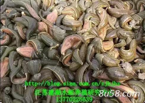 江苏建湖水蛭养殖研究中心