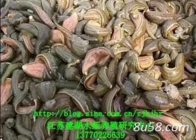 江苏建湖水蛭养殖研究中心