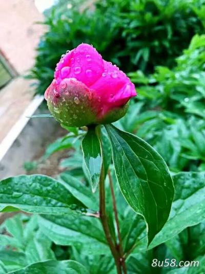 小晨药材种植合作社 小晨药材种植合作社