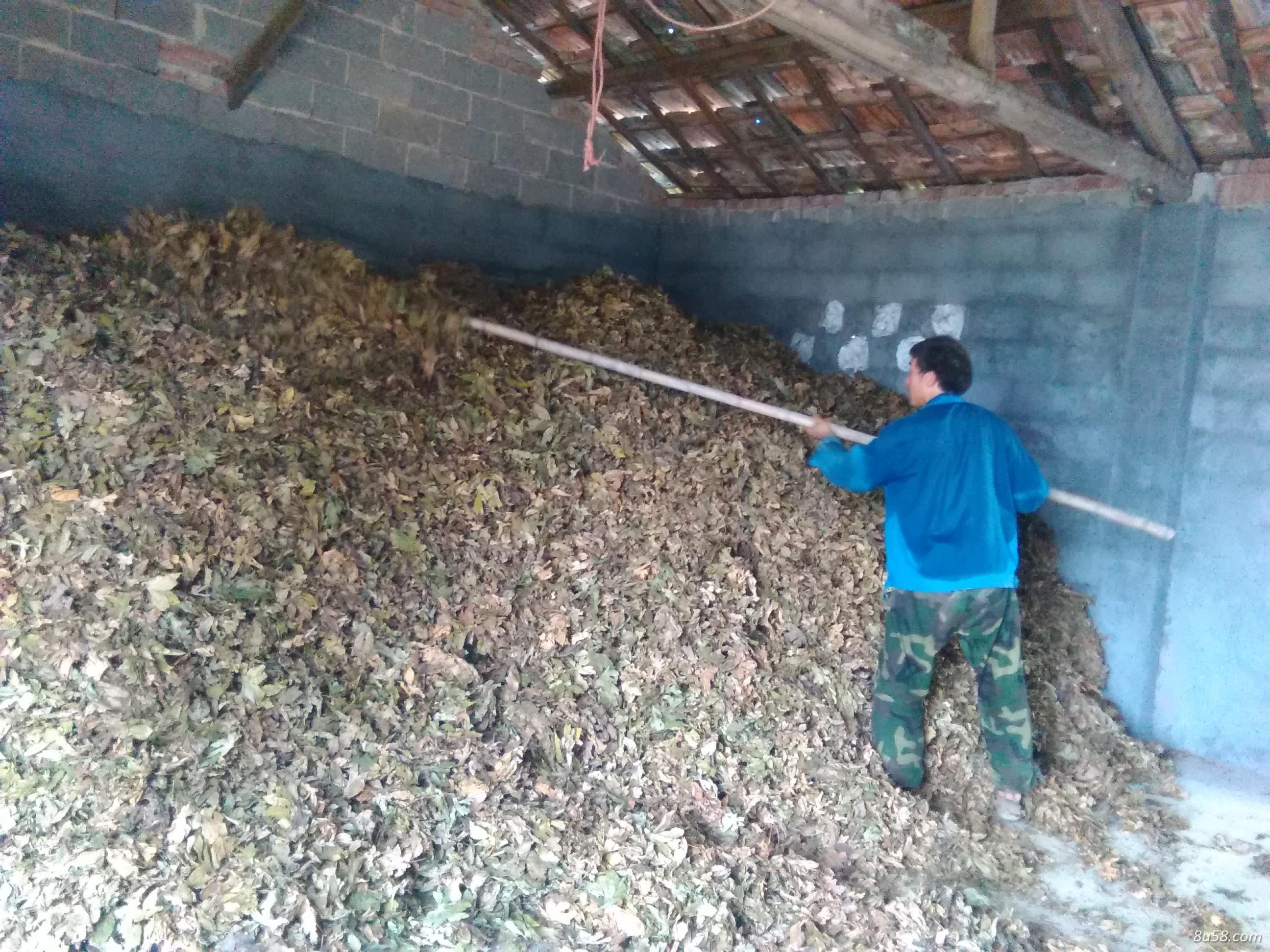 甜叶掌叶覆盆子种植大户