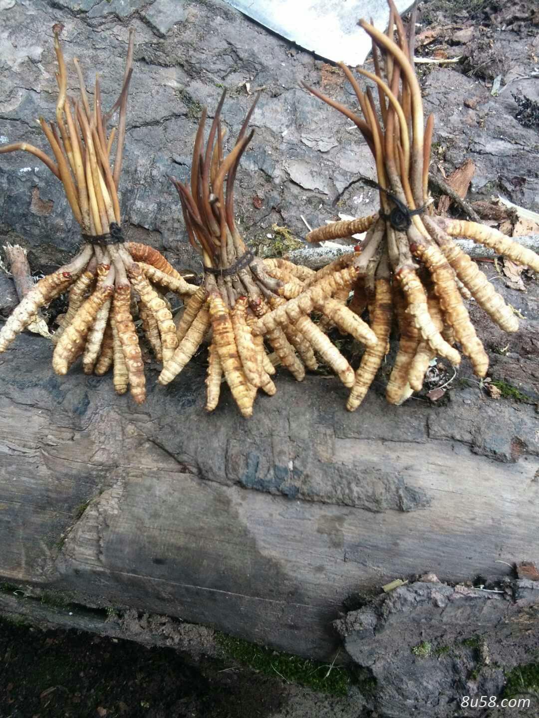 梁海军