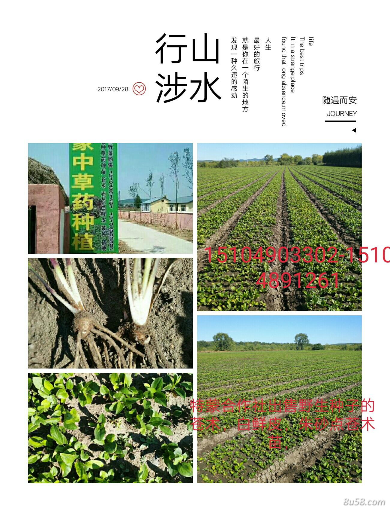 特蒙中草药种植合作社