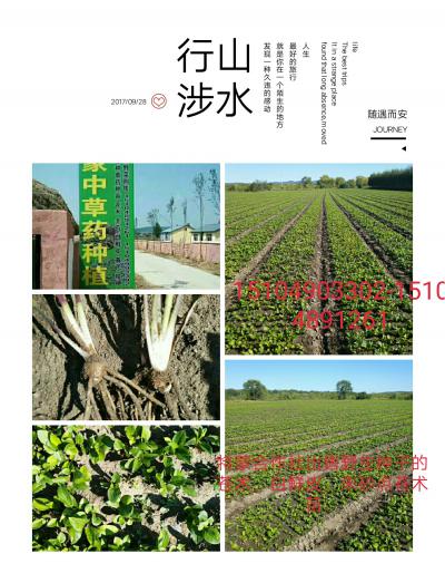 特蒙中草药种植合作社