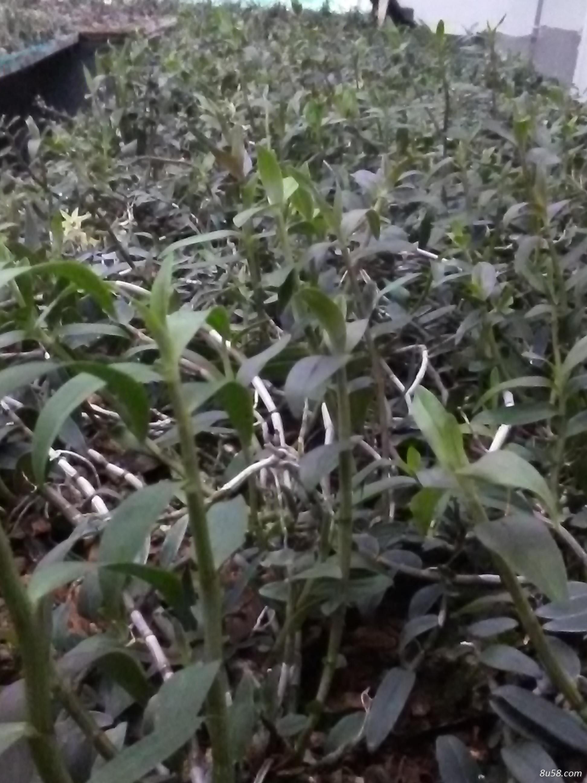 都安县铁皮石斛种植合作社梁先生