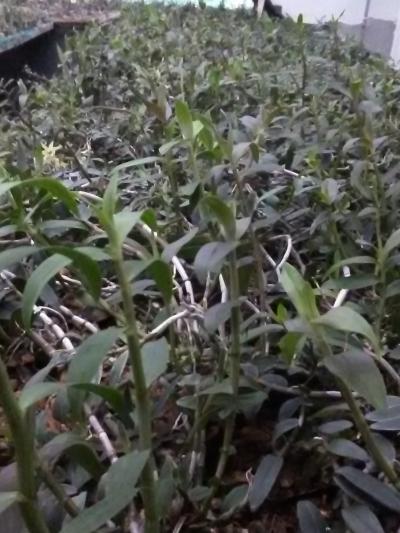都安县铁皮石斛种植合作社梁先生