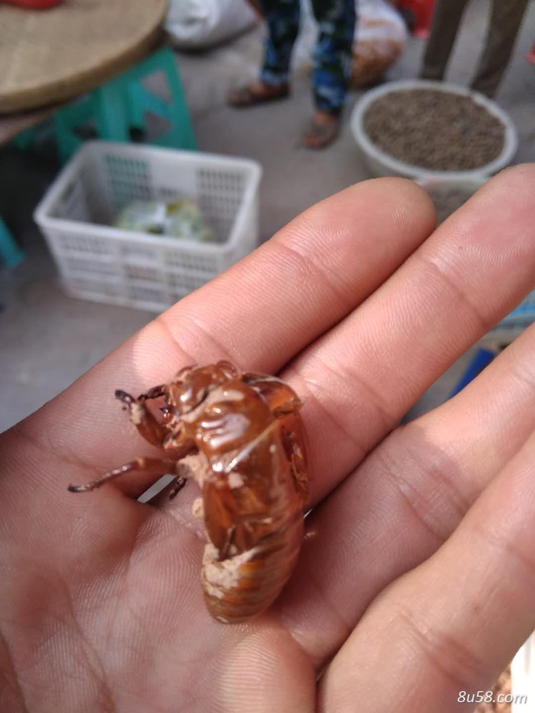 王氏药业