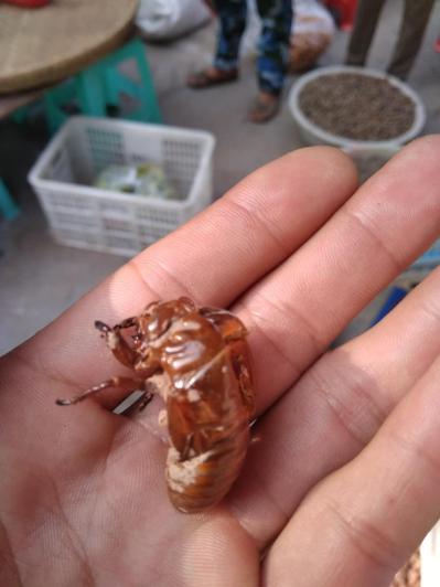 王氏药业