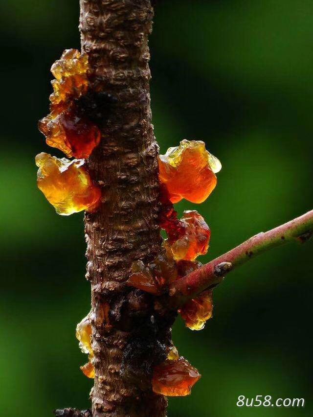 桃源林