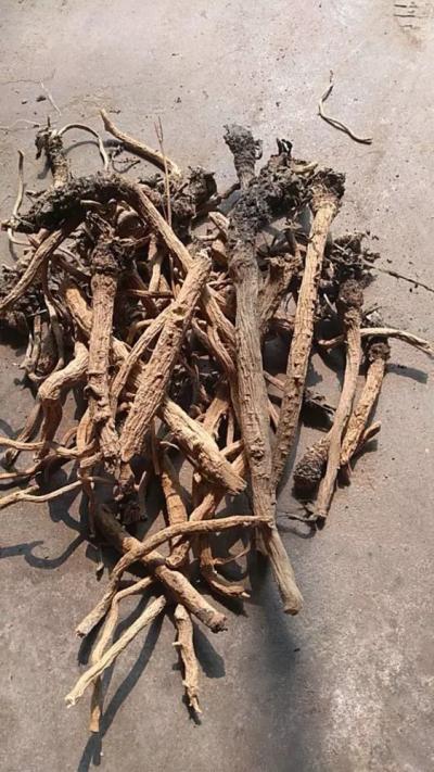 隆祥中药材种植专业合作社