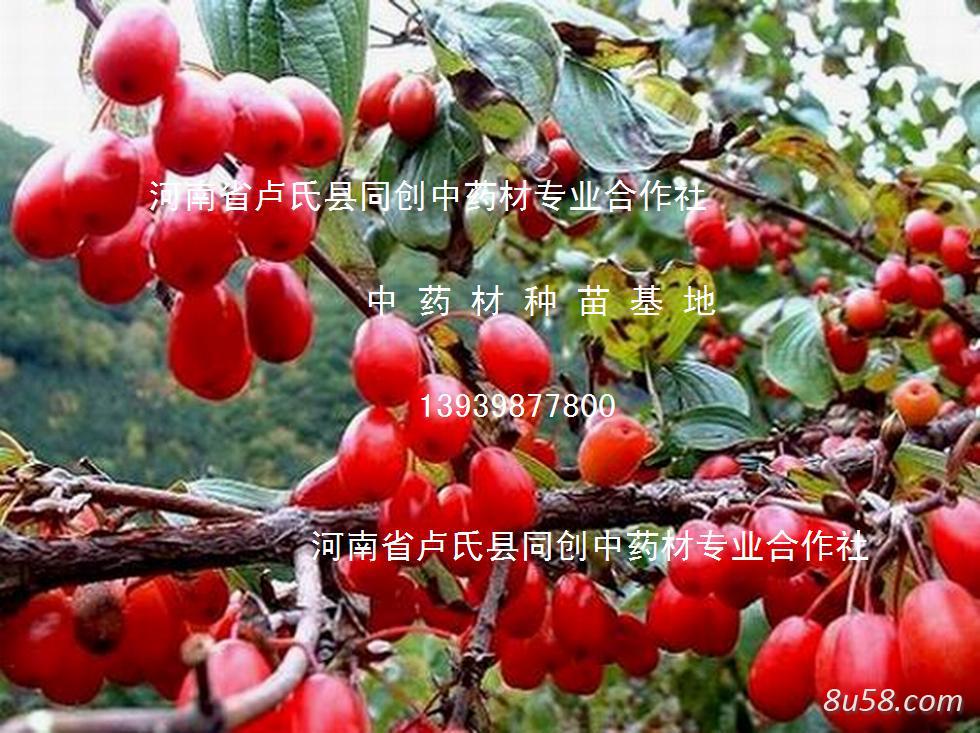 河南省卢氏县同创中药材专业合作社