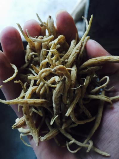 上左岭太子参个体公司