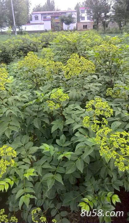 中花吴茱萸种植