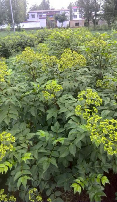 中花吴茱萸种植 中花吴茱萸种植