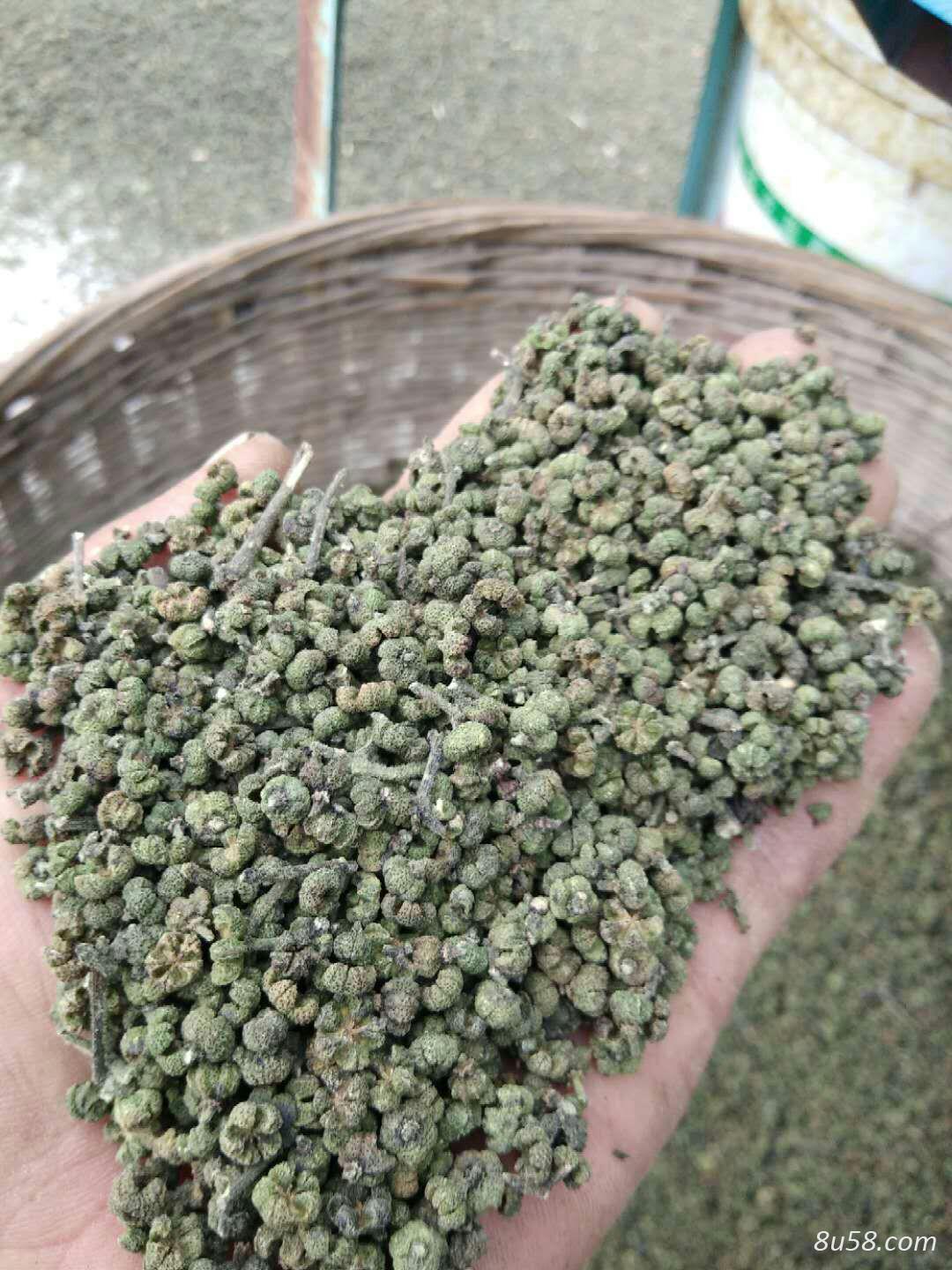 植秋梅