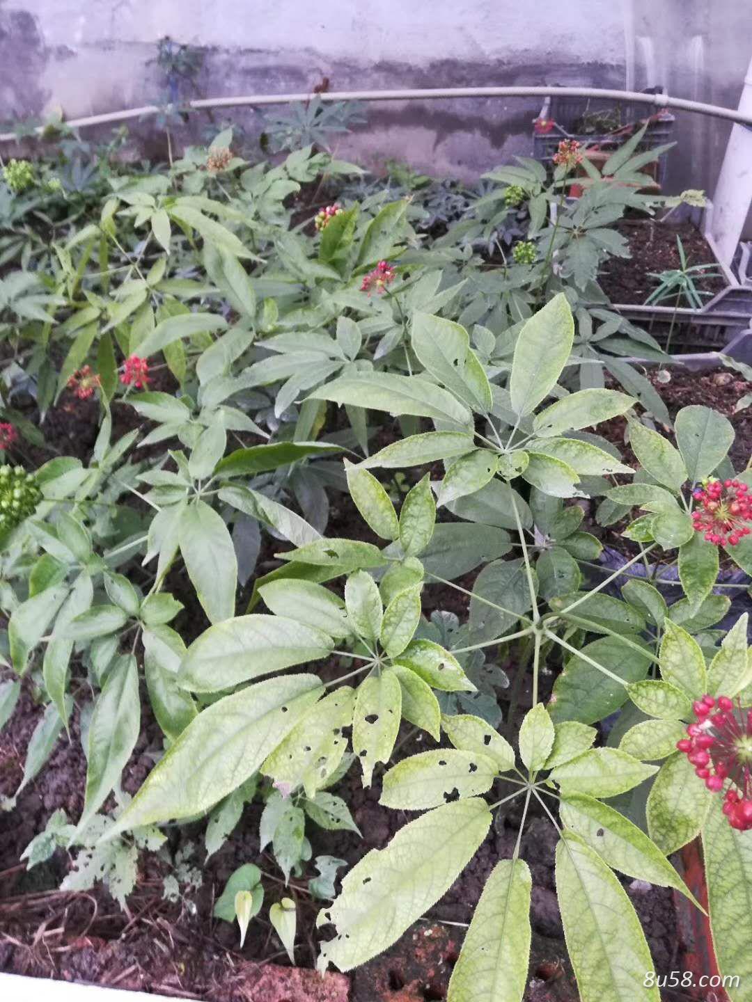 四川优草阁中药材种植有限公司