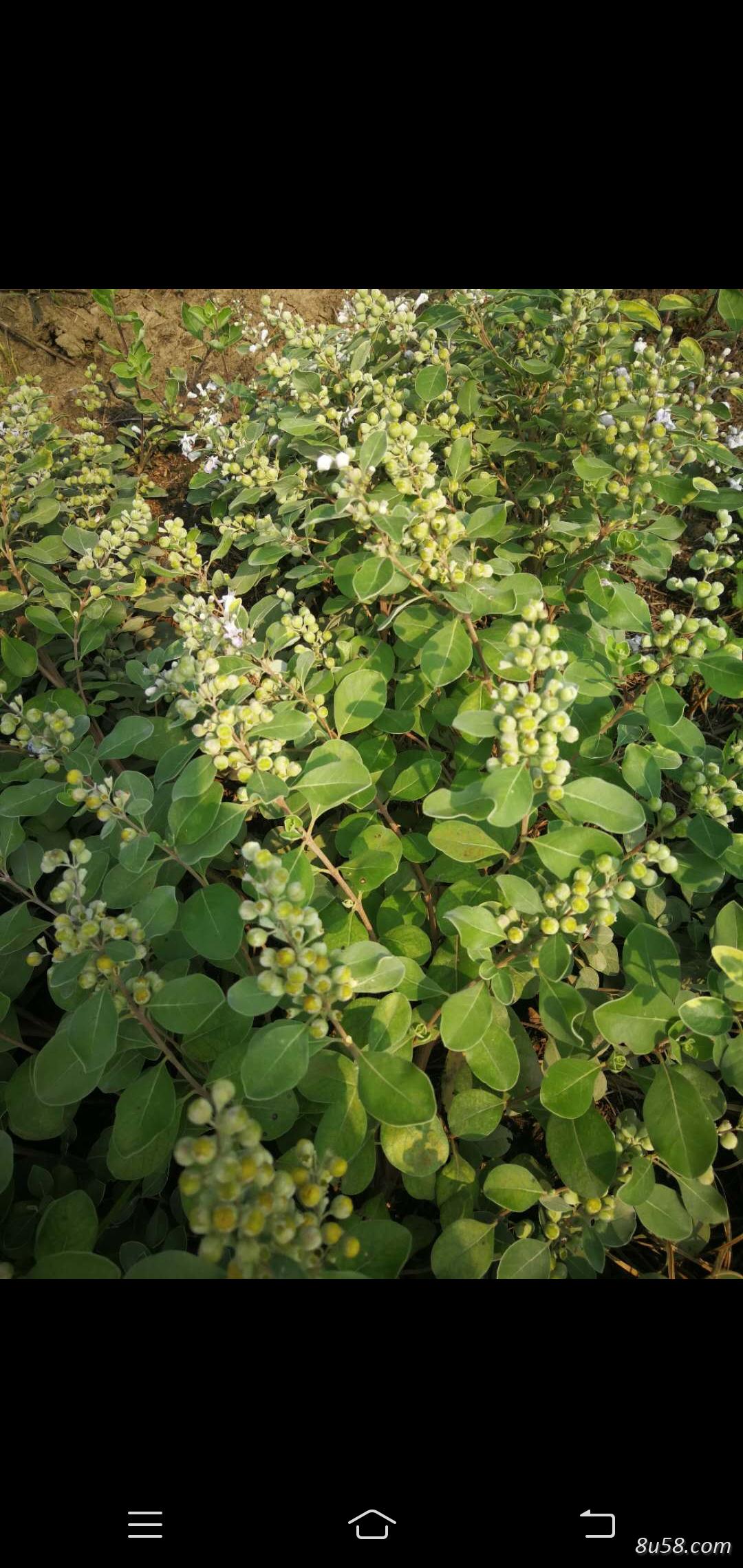 蔓荆子种植户
