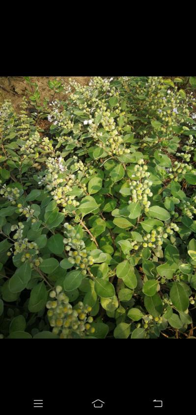 蔓荆子种植户