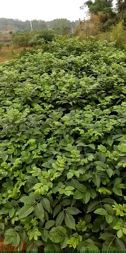 邹先生