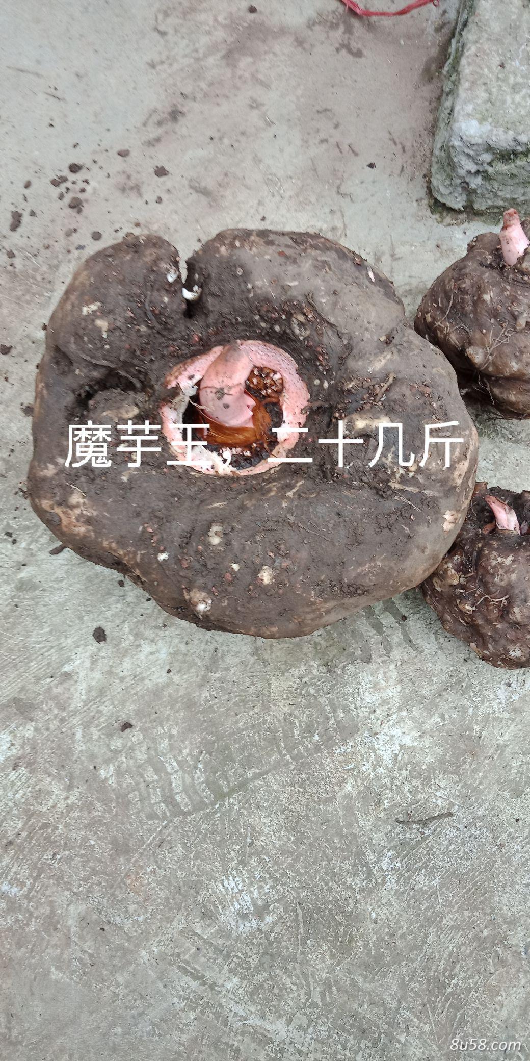 徐贵友