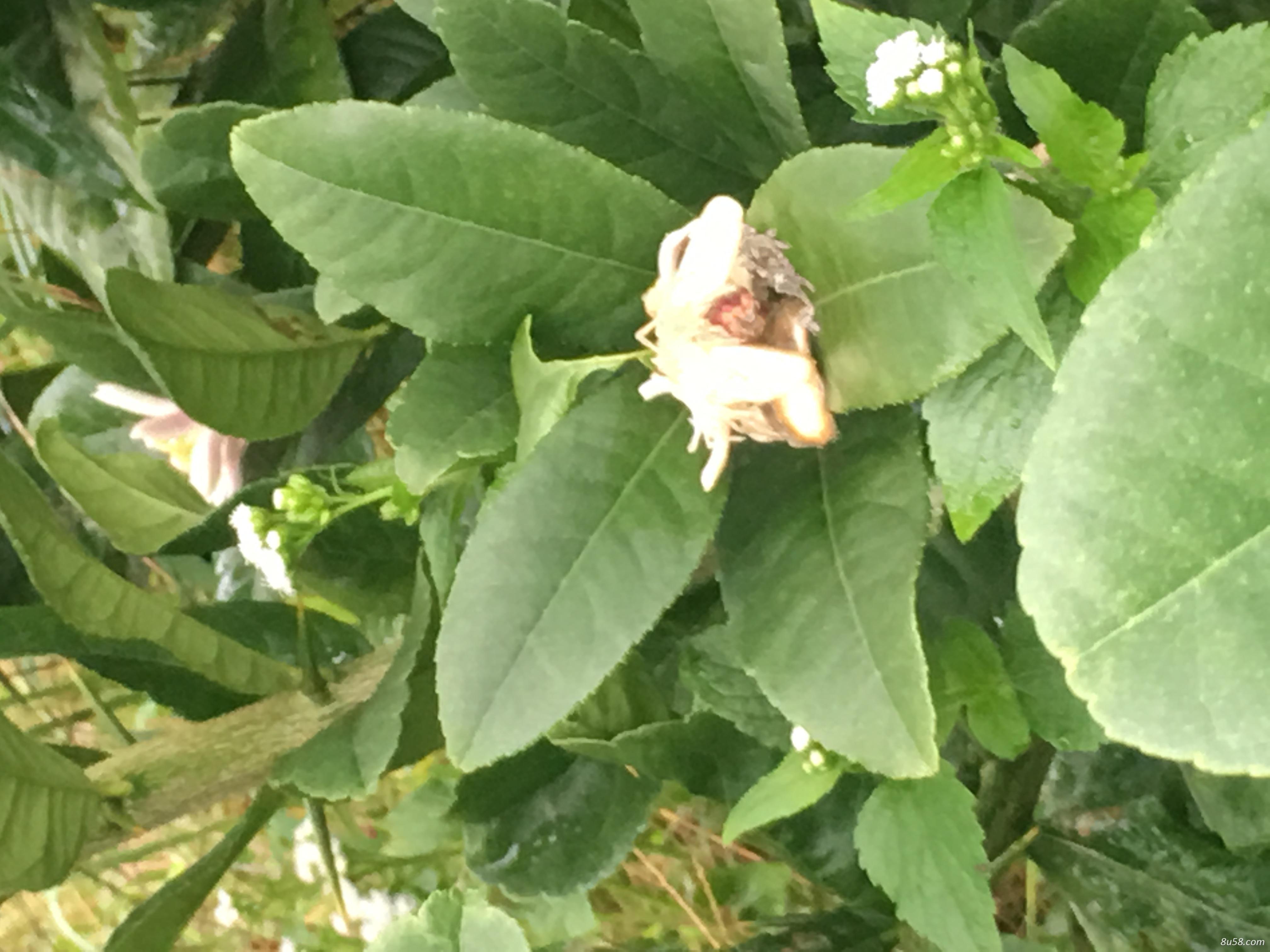 永顺中药材种植专业合作社