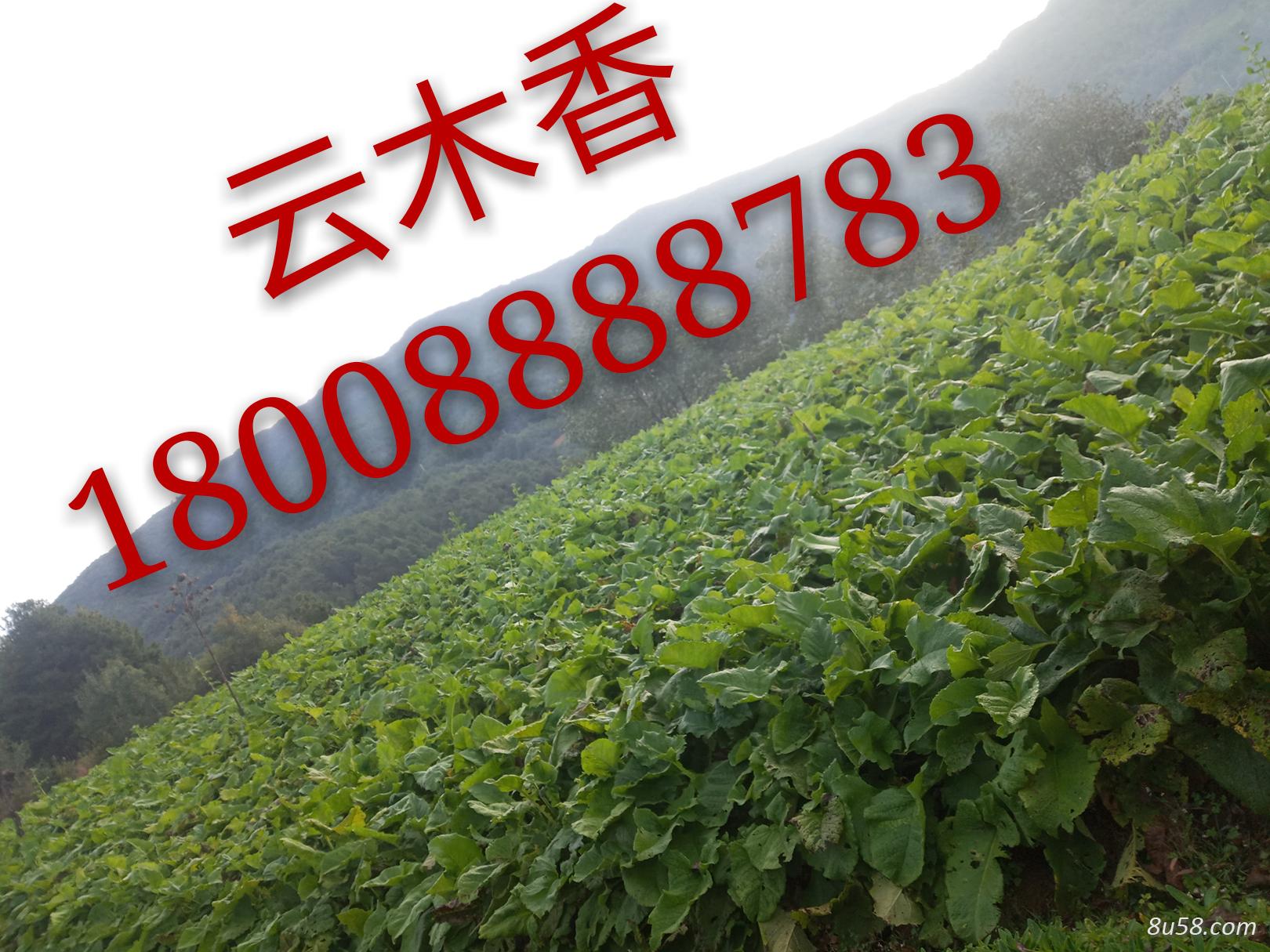 杨海涛