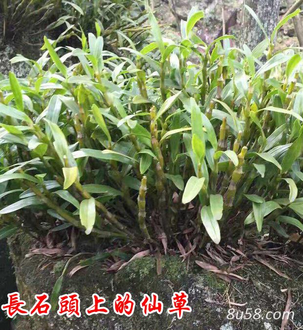 赤水市金钗石斛基地
