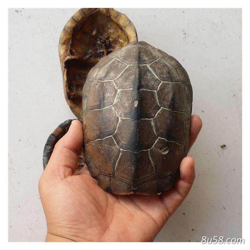 振东龟苗繁殖有限公司