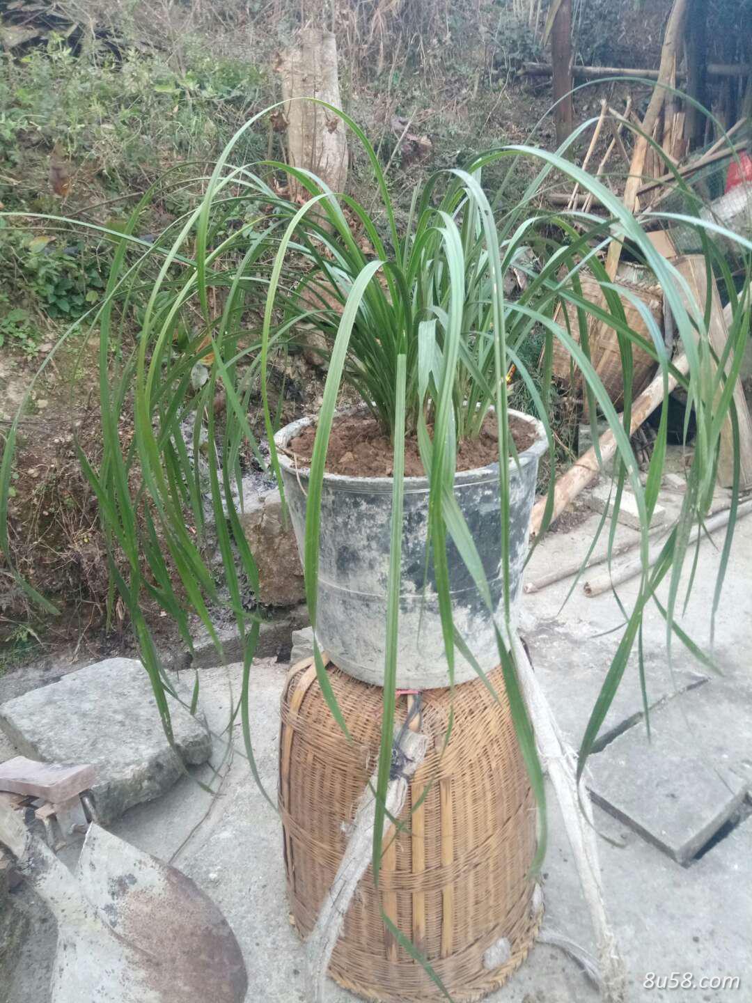 侗家小哥
