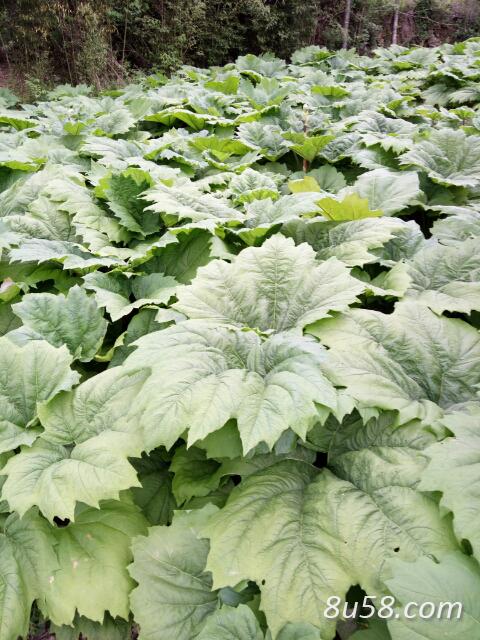 利川市恒瑞康中药材种植专业合作社