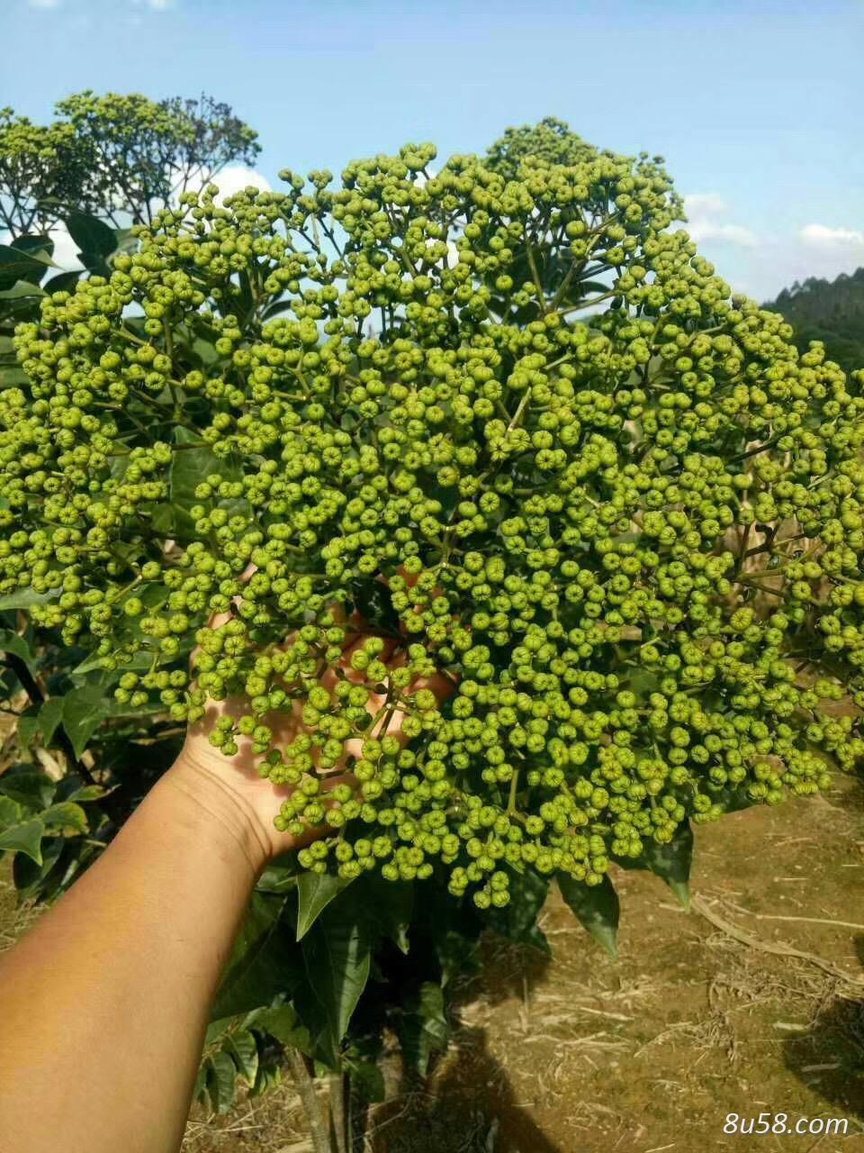 南宁武鸣区一顺专业合作社